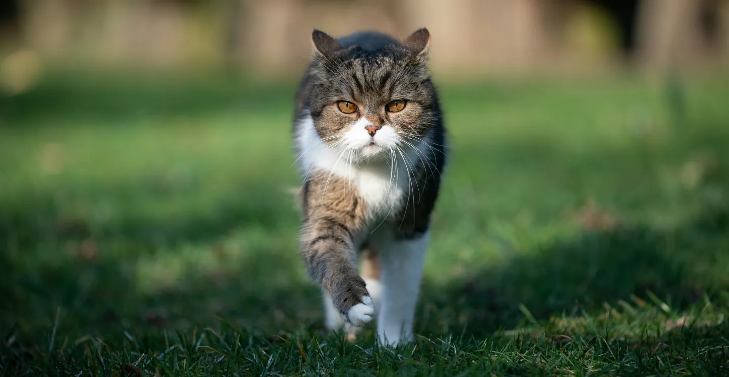 猫 ローズマリーの香りは危険？アロマ使用時の注意点