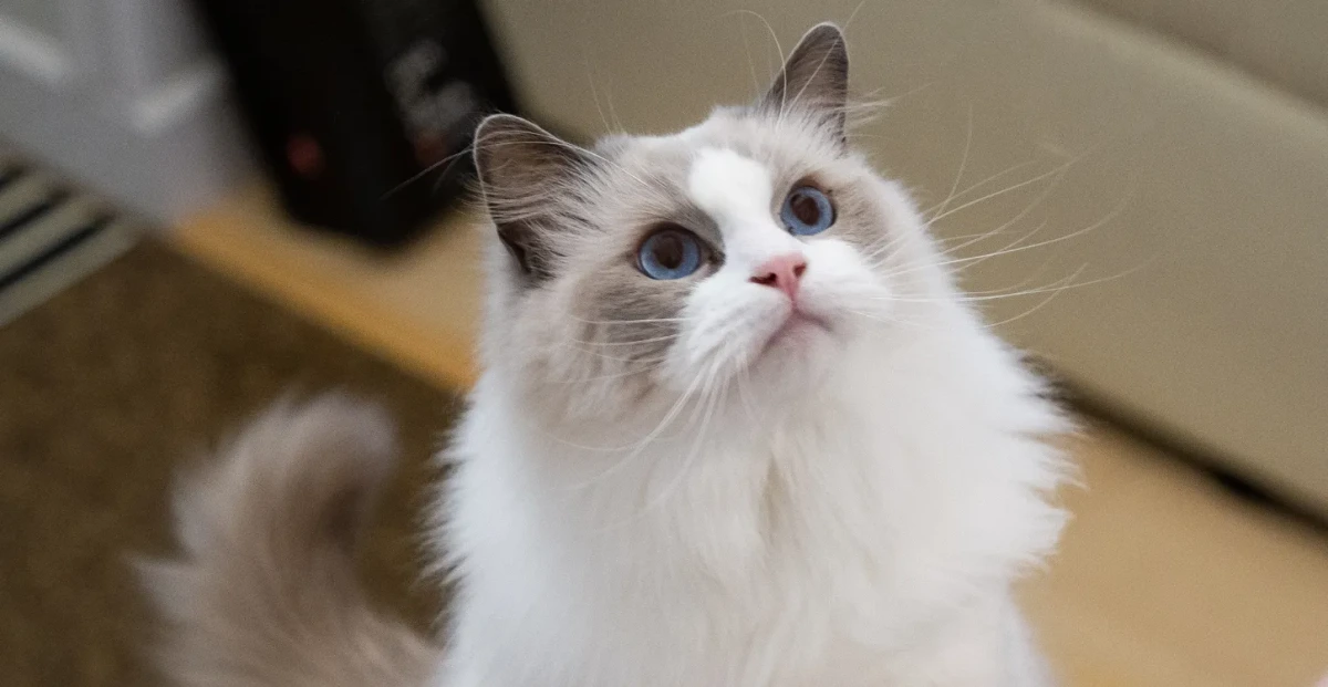 猫胸の上で寝る理由を知ればもっと猫との関係が深まる