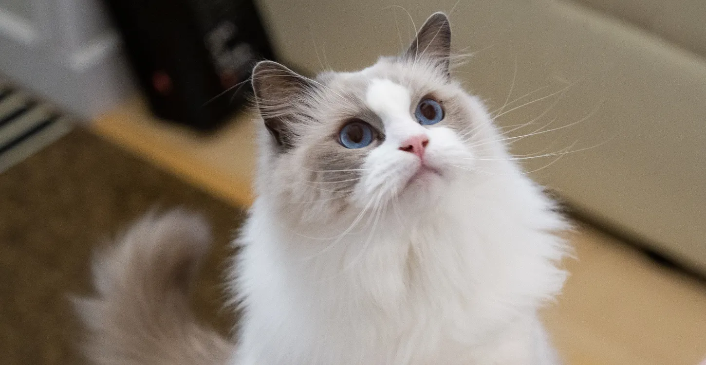 猫胸の上で寝る理由を知ればもっと猫との関係が深まる