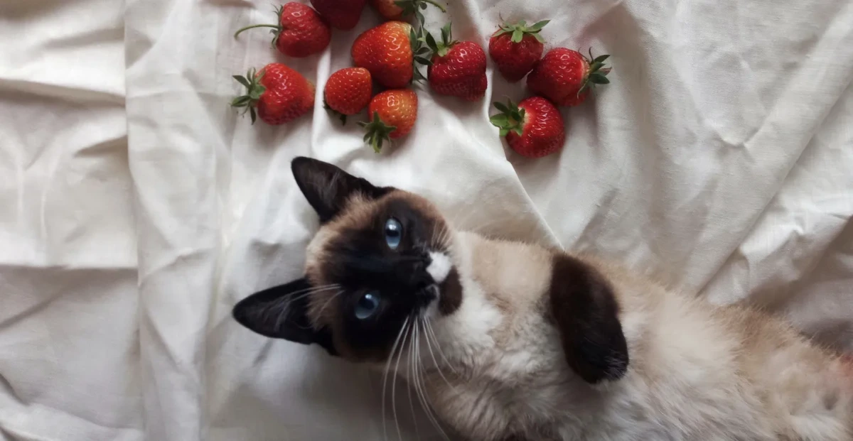 猫 いちごはOK？子猫やシニア猫に与えるときの安全ガイド