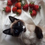 イチゴの前に横たわるシャム猫