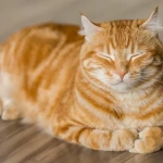 床に横たわる猫