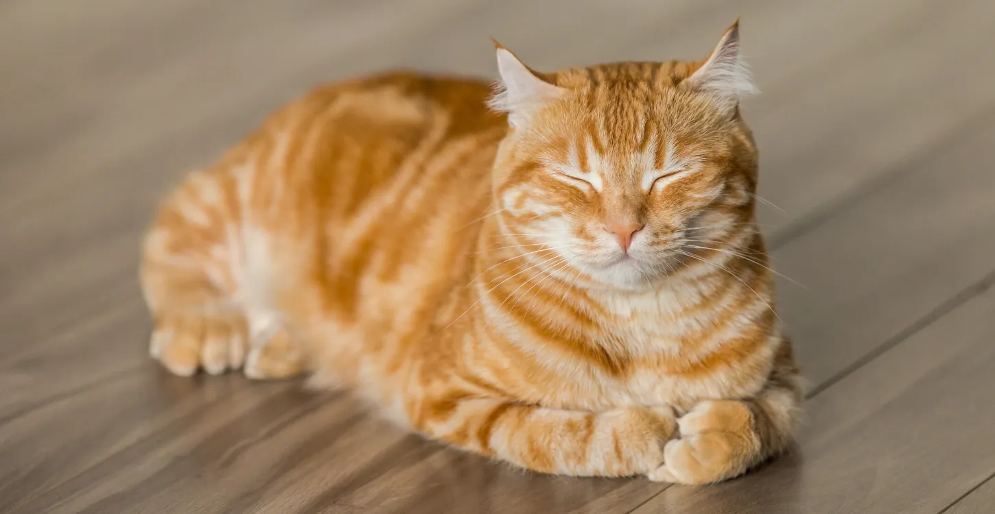 猫 旅行は何日までOK？留守番と預け方を徹底解説