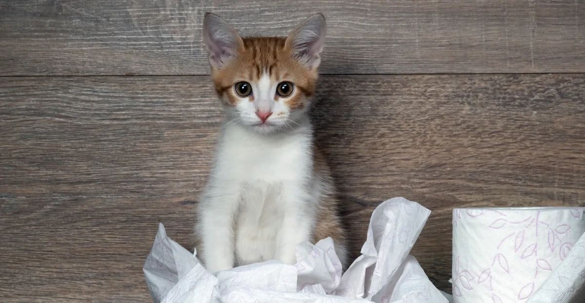 猫トイレ以外で尿突然のときにすべき行動とNG対応