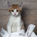 トイレットペーパーで遊ぶ子猫