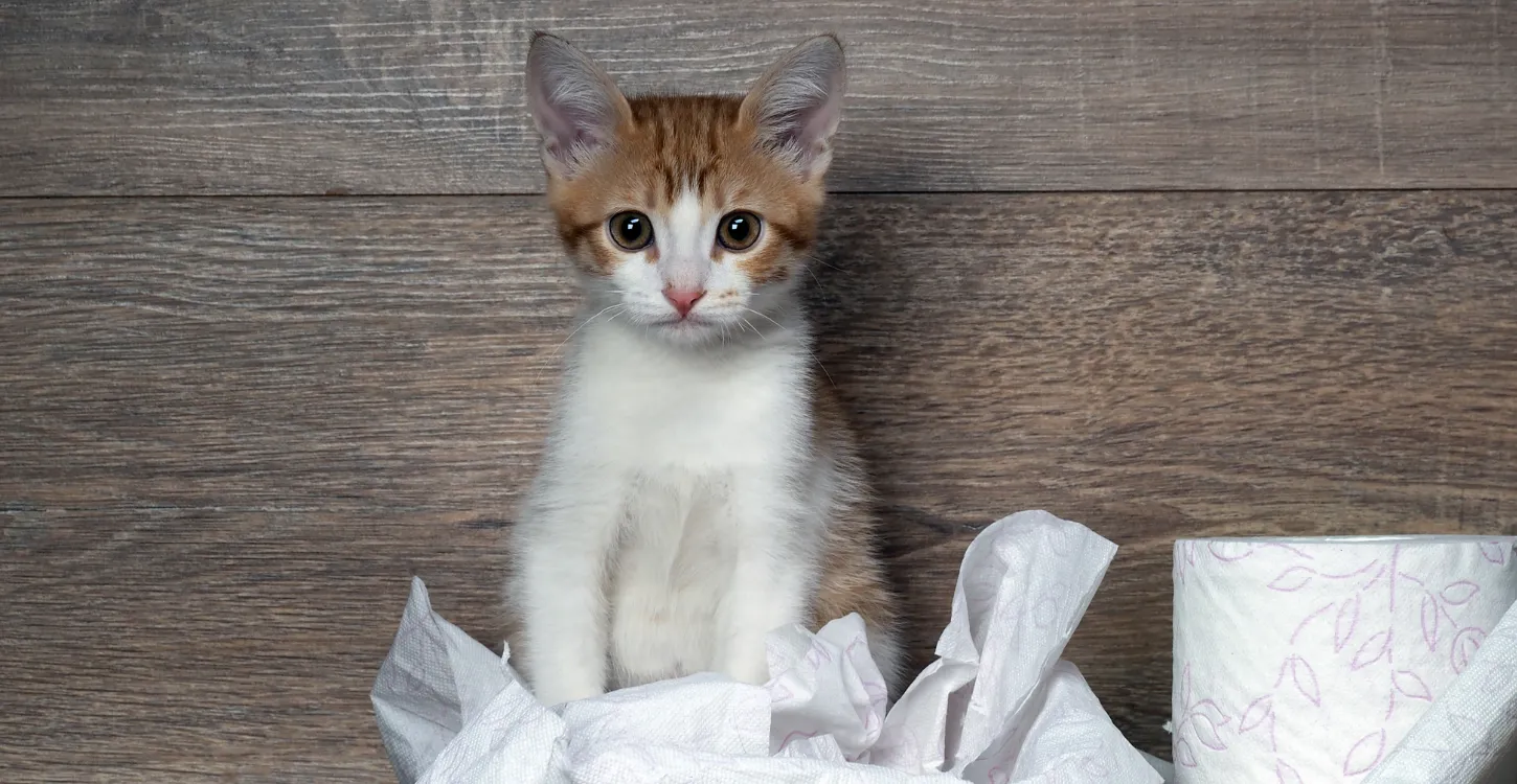 猫トイレ以外で尿突然のときにすべき行動とNG対応