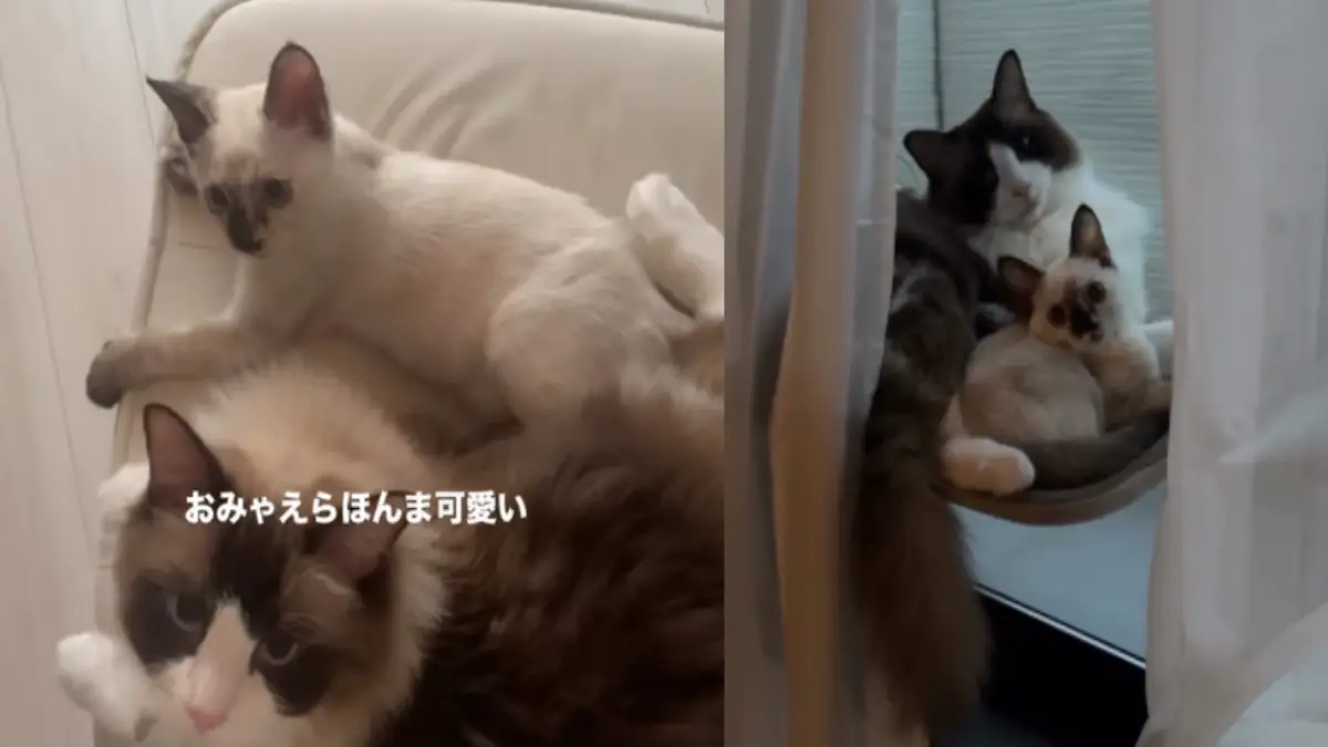 ばうちとがるち|仲良し猫コンビの癒しのひととき ソファで寄り添う仲良し猫のばうちとがるち。兄妹のように甘える可愛いシーン。