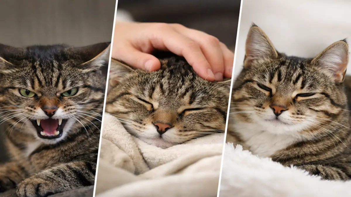 猫のイカ耳が怒っている状態と安心している状態を比較した様子