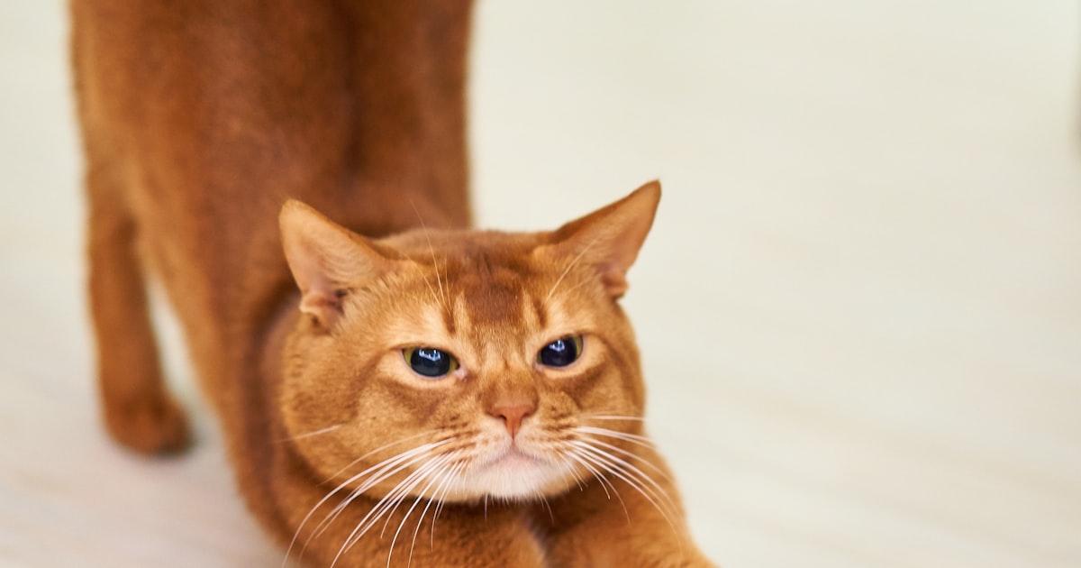 箱に入る猫