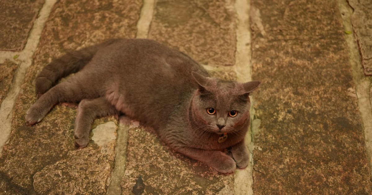 ひんやりした床に伸びる猫