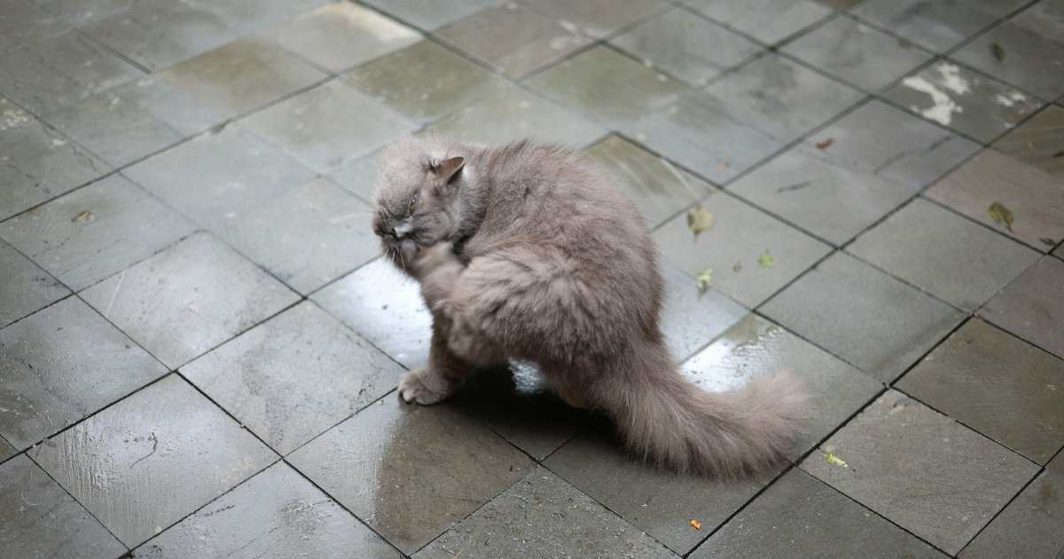 体をかく猫