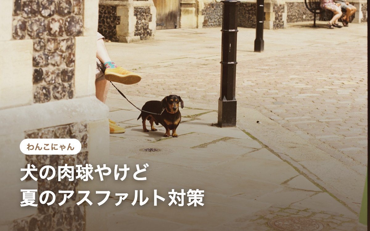 夏のアスファルトを散歩する犬 肉球やけど対策