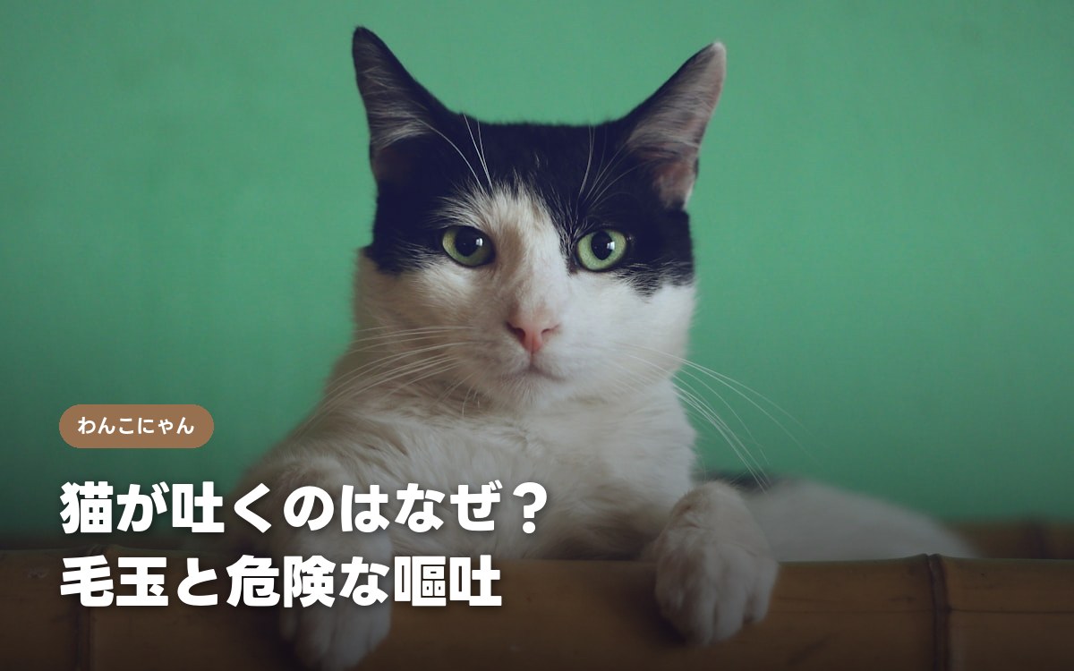 猫が吐くのはなぜ 毛玉と危険な嘔吐の見分け方