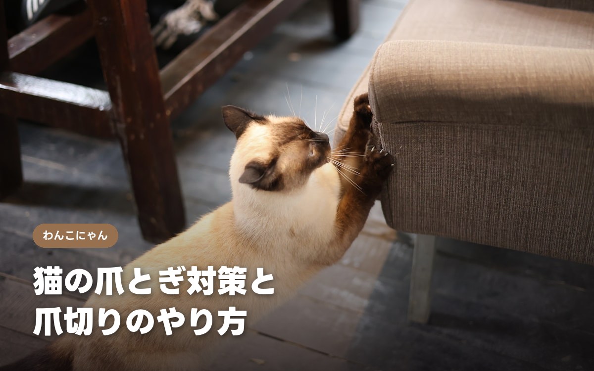 猫の爪とぎ対策と爪切りのやり方